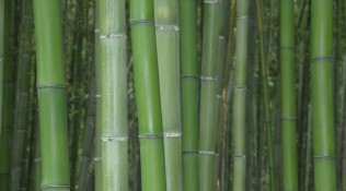 Bamboo forest